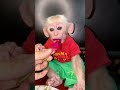 赤い果肉のドラゴンフルーツ食べるお猿さん🙈🐵🐒 monkey monkeys babymonkey monkeyvideo monkeydluffy shorts 猿 動物