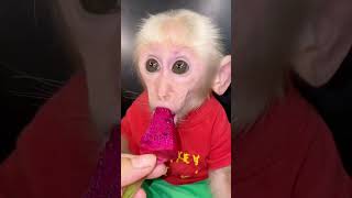 赤い果肉のドラゴンフルーツ食べるお猿さん🙈🐵🐒#monkey #monkeys #babymonkey #monkeyvideo #monkeydluffy #shorts #猿 #動物