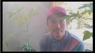 Tips on how to plant RED ROYAL papaya seedlings