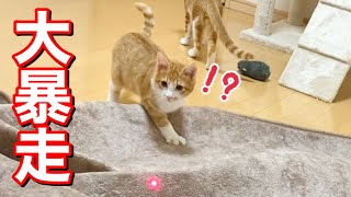 初めてのレーザーポインターに大興奮の子猫たちがこちらw