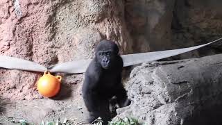 上野動物園のニシゴリラ親子♪ 赤ちゃんリキ君とお父さんハオコ♪