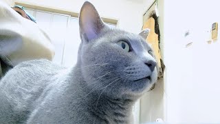 【猫動画】嫁の上で旦那にご飯のおねだりしまくるロシアンブルー【russianblue】Russian Blue begging her husband for rice