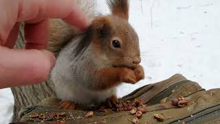 Покормил Дикого бельчонка / Fed a Wild squirrel