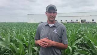 Control Corn Rootworm with Qrome® brand products