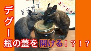 【デグー】懐いてくれないデグーがまさかの瓶の蓋を開ける！？！？