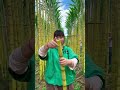 incredible sugarcane of china