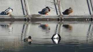 キンクロハジロの潜水