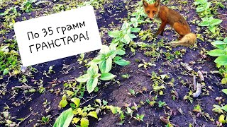 РЕЗУЛЬТАТ! Опрыскивание подсолнуха гранстаром. Гибриды: НСХ-498 (НЕРТУС), АРКАДИЯ (ЕВРАЛИС)