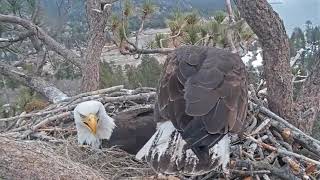 Big Bear Eagle Cam - Shadow , Stick \u0026  Nice Fly off :) - 3/11/19