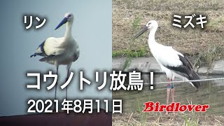 コウノトリ放鳥！・リンとミズキの放鳥記録・字幕解説付き