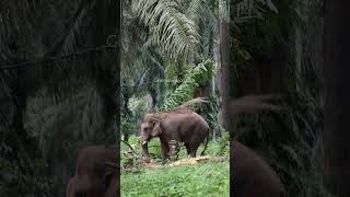 പന തടി കുത്തിപൊളിച്ചു തിന്നുന്ന കൊമ്പൻ ✨