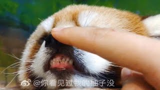 【小熊猫】给大家看看崽们的小豁牙～还有遛弯时一扭一扭的小屁股～