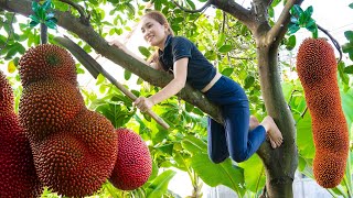 Diary of 3 years alone Harvest giant mutant Red Jackfruit weighing 50 kg and other giant fruits