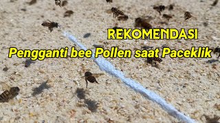 Pengganti Bee Pollen untuk lebah madu . #bee #lebah #pollen #beekeeping