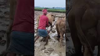 বাবা মাঠে লাঙ্গল চষে,❤️🙏#viral#shortvideo