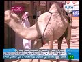 جمل يهجم على ابو عبد الكريم