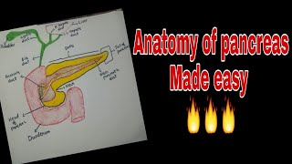 Anatomy of Pancreas (Made easy)