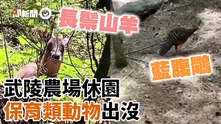 武陵農場驚見長鬃山羊、藍腹鷴！保育類動物疫情間出沒｜野生動物｜台中｜大自然｜精選影片