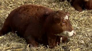 AgweekTV: Livestock Tour - Western MN