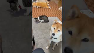 ママがお昼ご飯を食べてたら柴犬と元野良猫が集まってきました。#犬と猫 #柴犬 #ねこ #元野良猫 #いぬ #しばいぬ #柴犬と猫 #猫