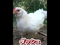 【音ハメ】ダッシュ音ハメ（ひよこ名前紹介） ニワトリ にわとり backyardchickens 動物 ひよこ 生き物 chicken 自然＃かわいい＃可愛い＃ヒヨコ＃音ハメ＃鶏ちゃん