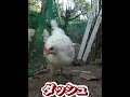 【音ハメ】ダッシュ音ハメ（ひよこ名前紹介） ニワトリ にわとり backyardchickens 動物 ひよこ 生き物 chicken 自然＃かわいい＃可愛い＃ヒヨコ＃音ハメ＃鶏ちゃん