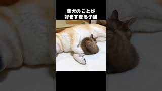 柴犬に育てられている子猫が大好きすぎてこうなりました…　#shorts