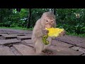 Watch Monkey Rainbow The Adorable Monkey Enjoying Delicious Mango! 🍇💖🌿