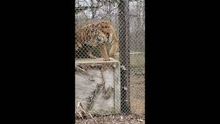 Exotic feline rescue center great place to visit