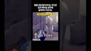 말을 내일 팔아야되는 주인은말과 헤어질 생각에 슬퍼하고 있는데.. #shorts