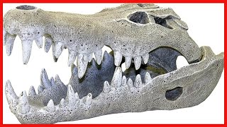 Exotic Environments Nile Crocodile Skull Aquarium Ornament, Small, 3-Inch by 6-Inch by 2-1/2-Inch