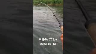 本日のバラシ 2023-05-13版 #shorts #flyfishing #サクラマス