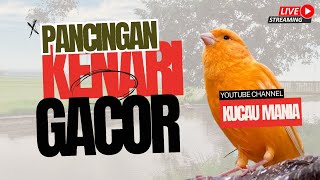 PANCINGAN KENARI PAUD DAN KENARI MACET PAGI HARI