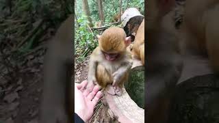 #babymonkey #monkey #foryou #animals #thedodo #dodo #saveanimal #monkeybaby #monkeypenm #shorts