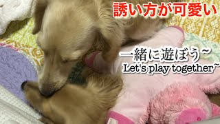 必死に遊びに誘っているダックスフンド(妹犬)【ミニチュアダックスフンド多頭飼い】