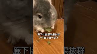 【パリパリ】部屋んぽ後の栄養補給　ケールを食すチンチラ＃chinchilla＃チンチラ＃shorts