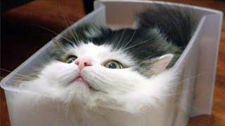 Hilarious Cat Fails - Try Not to Laugh Challenge 🐱🤣 Part 2