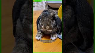 Meet the French Lop, the most beautiful rabbit in the world #shorts