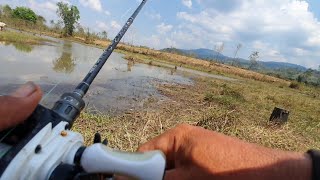 Snackhead fishing/បបក់ត្រី ខាំច្រើនណាស់ វាត់ចូលតែពីរ