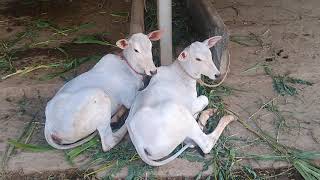 Amazing Hallikar calves of Mr. Appu Reddy at Gunjur, Varthur Hobli, Bengaluru