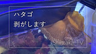 イソギンチャクを剥がし、クマノミをリリースした話 [海水水槽] No.029