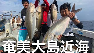 [Vlog 奄美釣船] 泳がせ釣りのカンパチ、クエ‼️