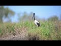 a morning at corroboree billabong with the nikon z9