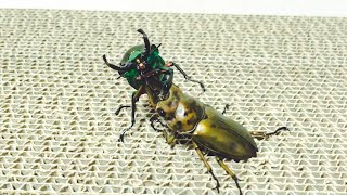 【stag beetle fight】Allotopus Moellenkampi Babai vs Phalacrognathus Muelleri