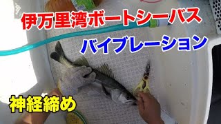 伊万里湾ボートシーバス 神経締め【つり具のまるきん釣り情報】