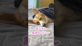 おふとんで気持ちよくお昼寝中の犬 #コーギー #ちくわ #shorts