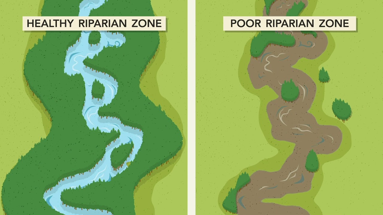 Riparian Zones Affect Water Quality By