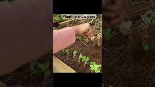 Planting snow peas#backyardgardening #snowpeas #adelaide #southaustralia