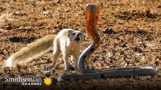 Powerful Predators, Toxic Creatures & Animal Fights | Smithsonian Livestream