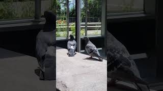 Some pigeons 🐦 relaxing near Lucien-L'Allier train station in Montreal, Canada